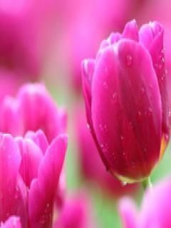 pink tulips