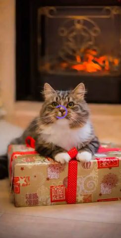 my cat