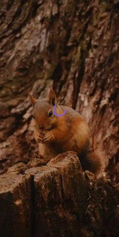 mouse