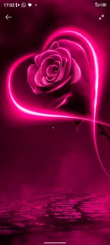 Red flowe