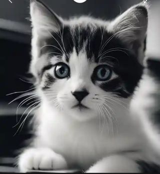 my pet