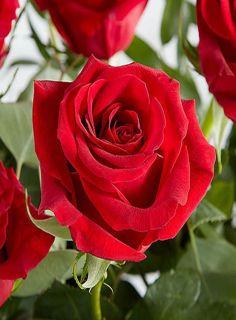 Roseflowe
