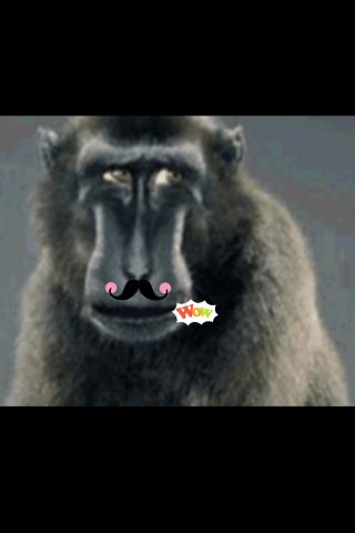 Funny monkey