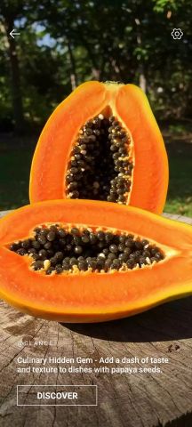 Pawpaw