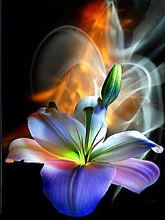 flower hd