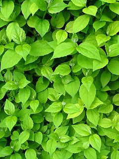 greennatur v8swsqre