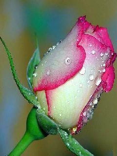cuteflowe