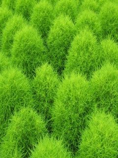 greengrass 5etbaiin