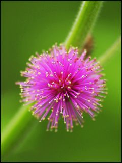 cuteflowe