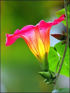 cuteflowe