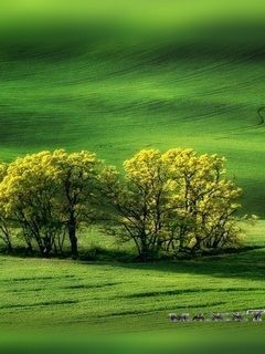 greennatur P2d7Rd0X