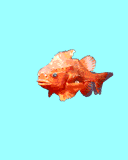 fish gif