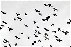 birds