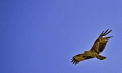 eagle