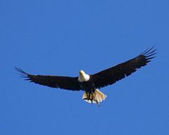 eagle2
