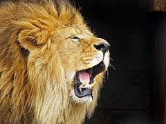 lion