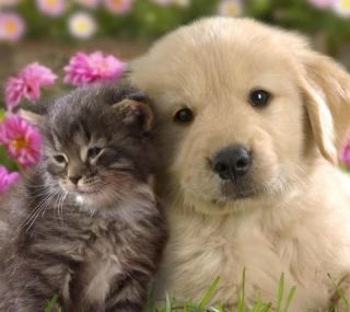 animal friends