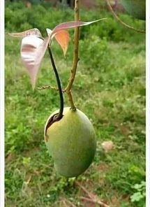 Mango Tree