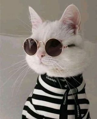 cat