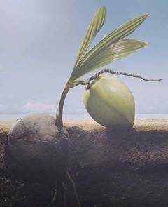 coconat
