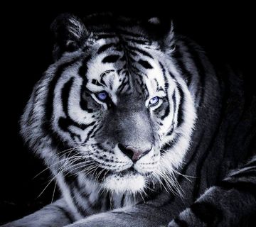 tiger 1