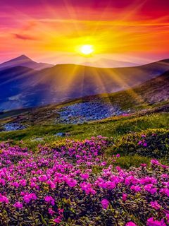 sunset garden wallpaper