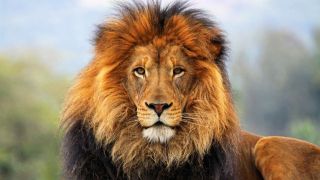 Big Lion