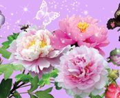 Colourful flowers and butterfly
