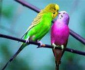 Colourful birds