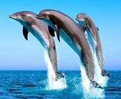 Three little dolphins