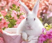 Cute Rabbit