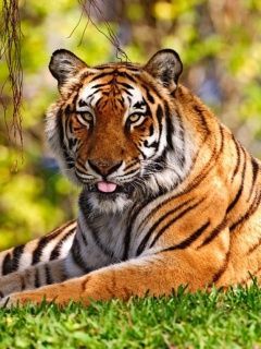 Tiger ima