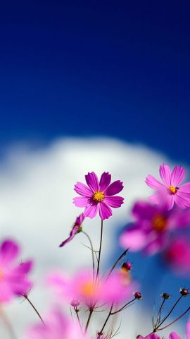 flowers a52c417c13373552