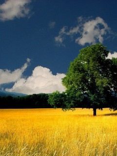 Nature