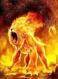 Lion 7