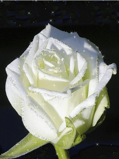 whiterose xWLZcBRD