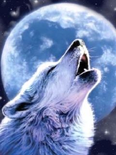 wolf pGGDL2bT