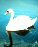 Goose 1