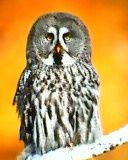 Owl ph