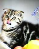 Cat ph 1