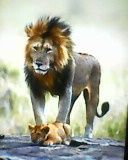 Wild lion