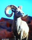 Goat ph