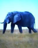 Elephant ph