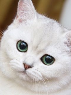 Talking tom 3