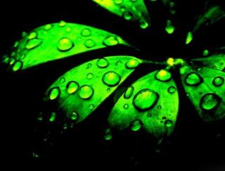 Rain drops on green plant