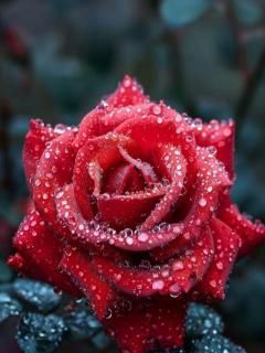 Beautiful rose flower