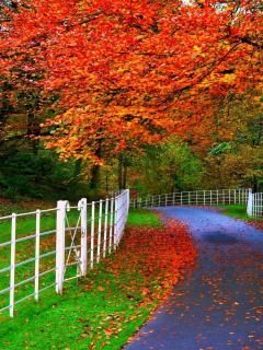 Beautiful wallpaper