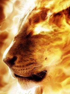 Lion wallpaper