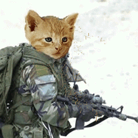 funny cat soldier