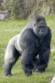 Gorrilla